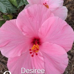 Meet your Posher, Desiree